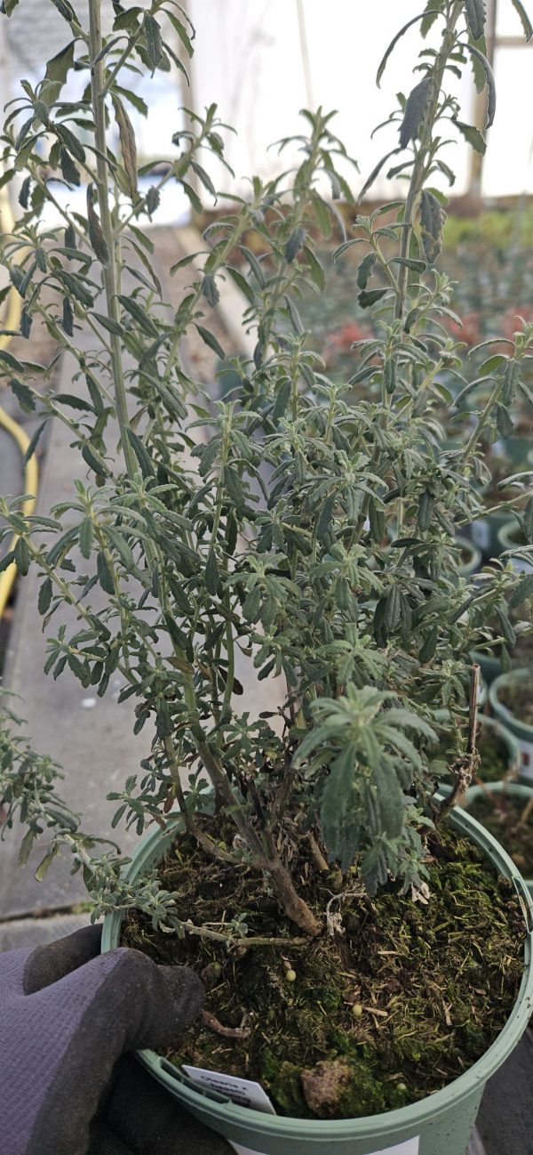 Olearia phlogopappa 'Spring Bling'