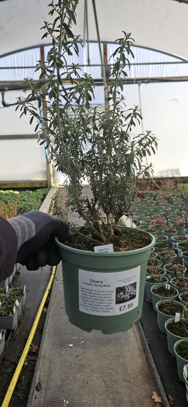 Olearia phlogopappa 'Spring Bling'