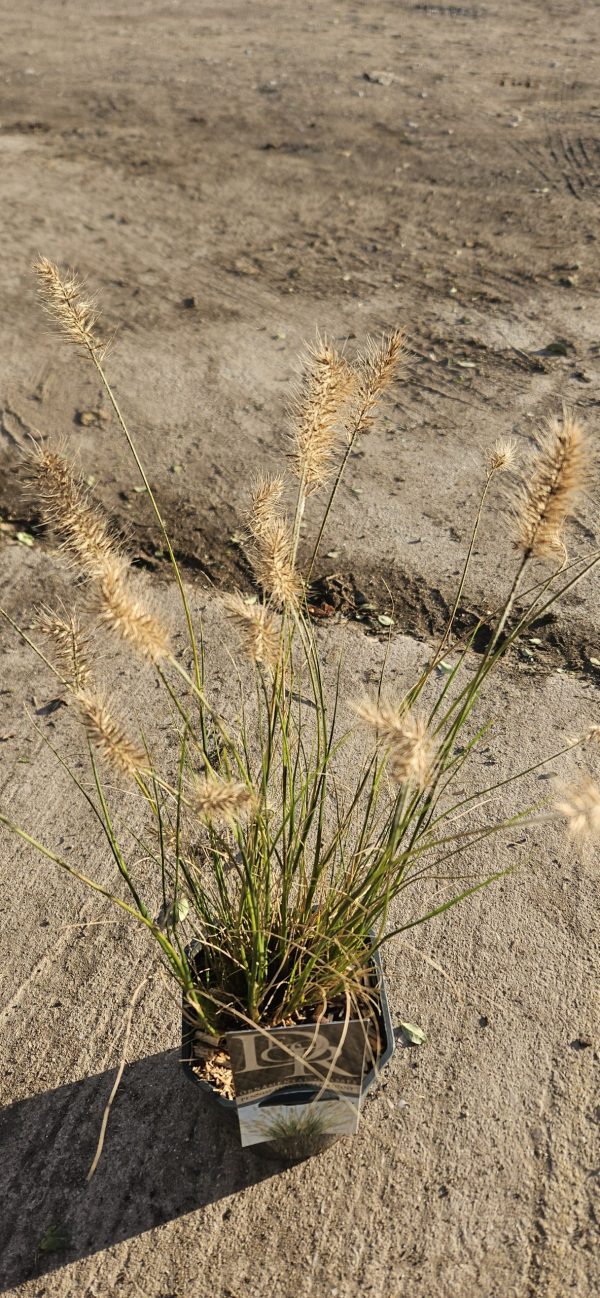 Pennisetum alopecuroides 'Little Bunny'