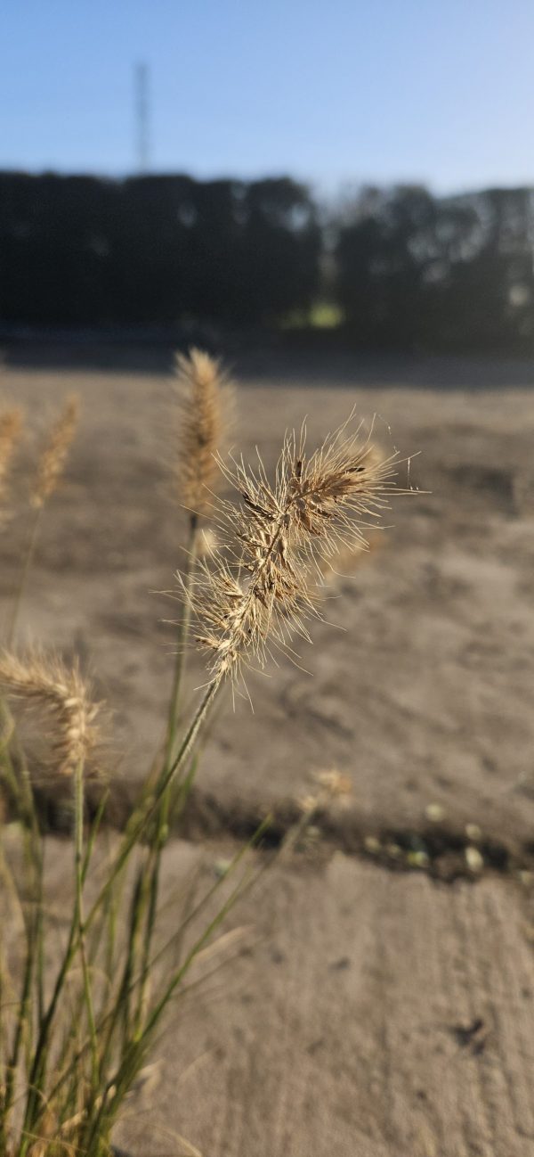 Pennisetum alopecuroides 'Little Bunny'