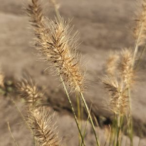 Pennisetum alopecuroides 'Little Bunny'