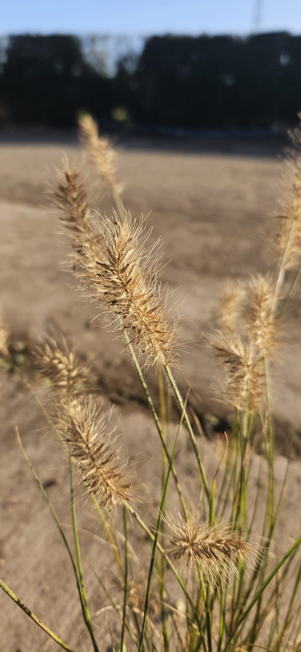 Pennisetum alopecuroides 'Little Bunny'