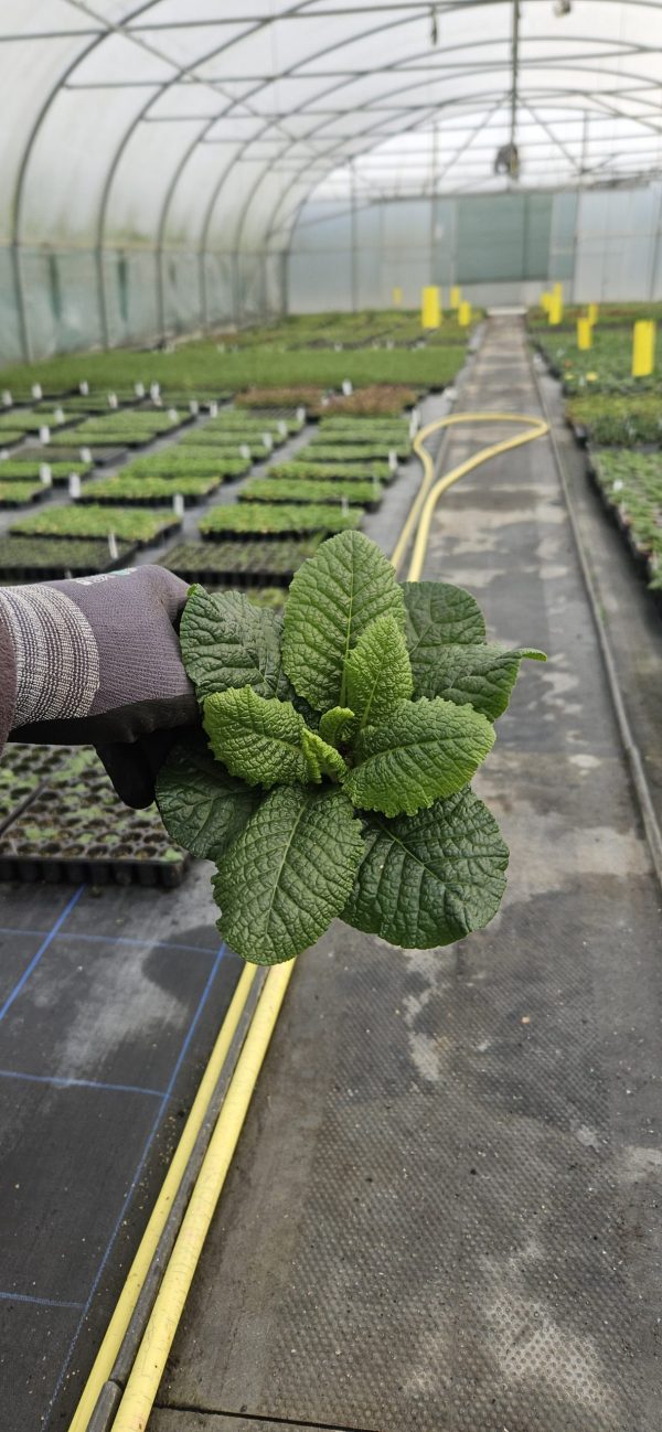 Primula 'Charlie Mix'