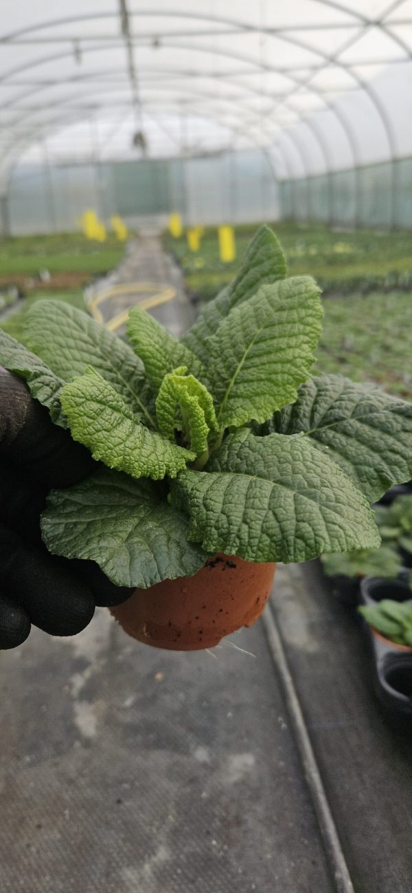 Primula 'Charlie Mix'