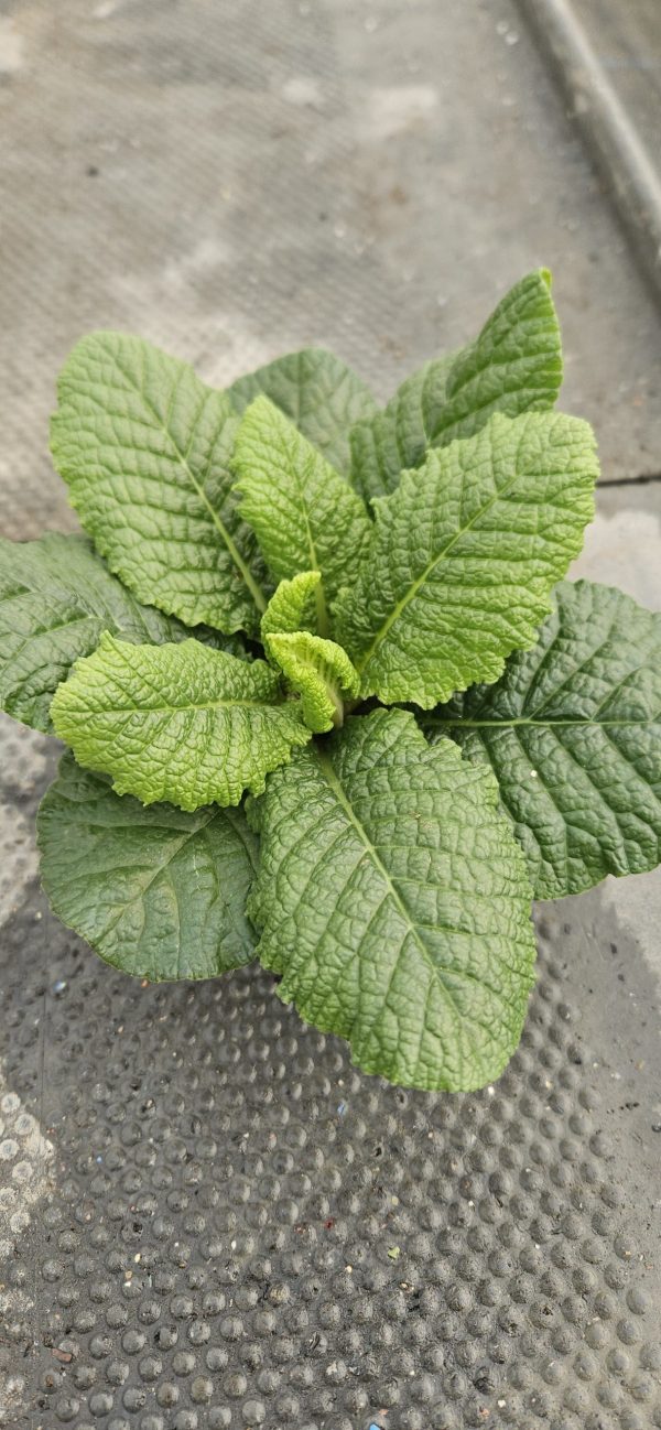 Primula 'Charlie Mix'