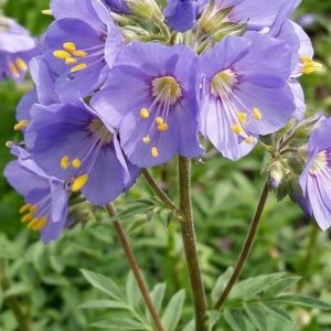 Polemonium Bambino 1
