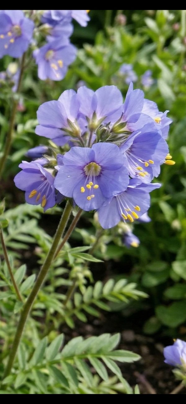 Polemonium Bambino 2