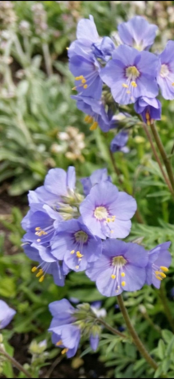Polemonium Bambino 3