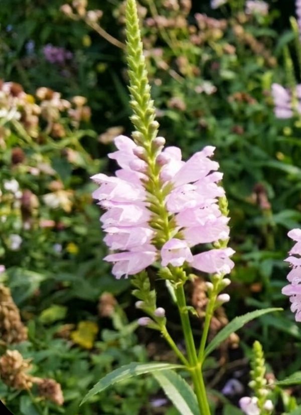 Physotegia rosea 3