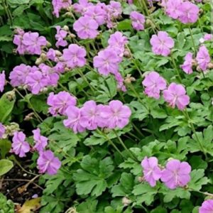 Geranium Cambridge 1