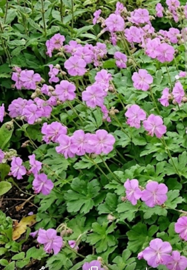 Geranium Cambridge 1