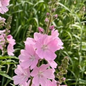 sidalcea sussex beauty