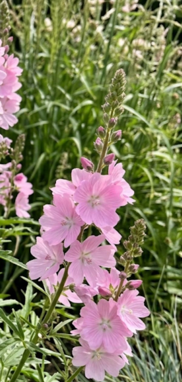 sidalcea sussex beauty