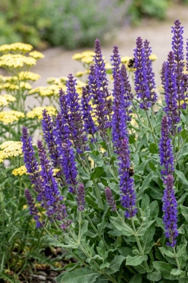 Salvia Blue Queen 4
