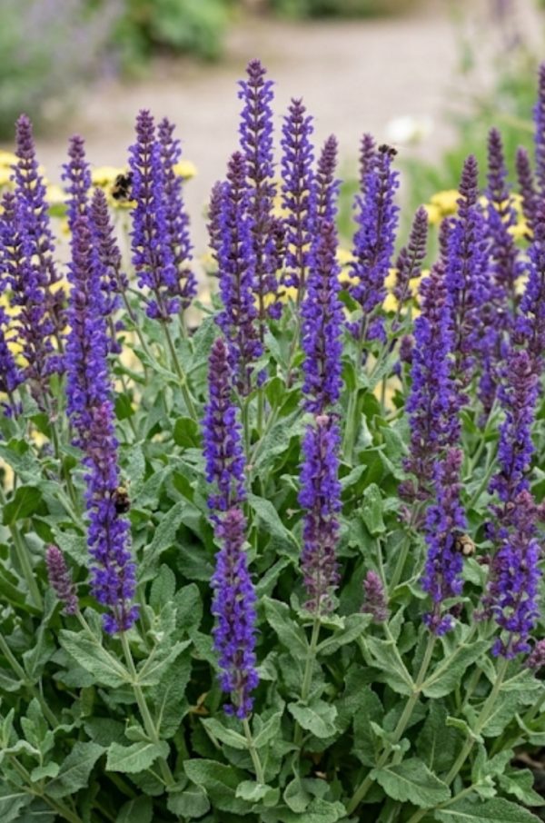 Salvia Blue Queen 3