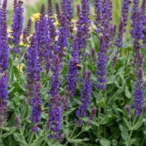 Salvia Blue Queen