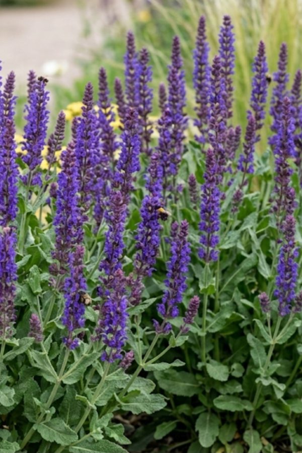 Salvia Blue Queen