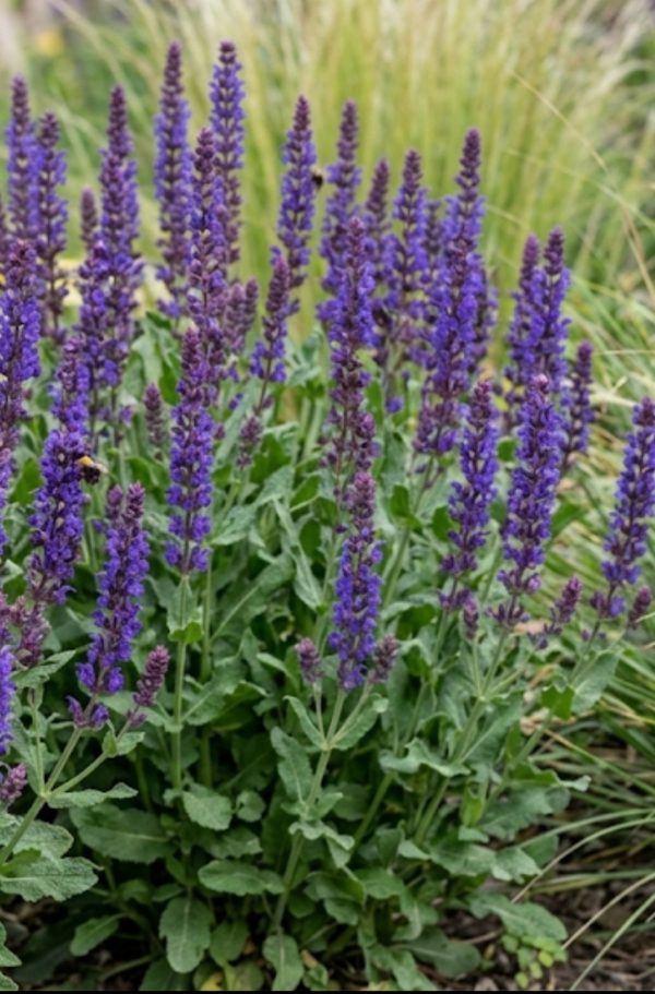 Salvia Blue Queen 2