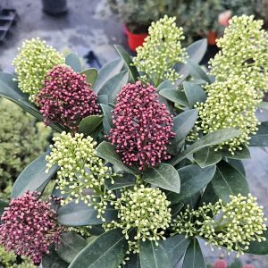 Skimmia japonica 'Double Diamond'