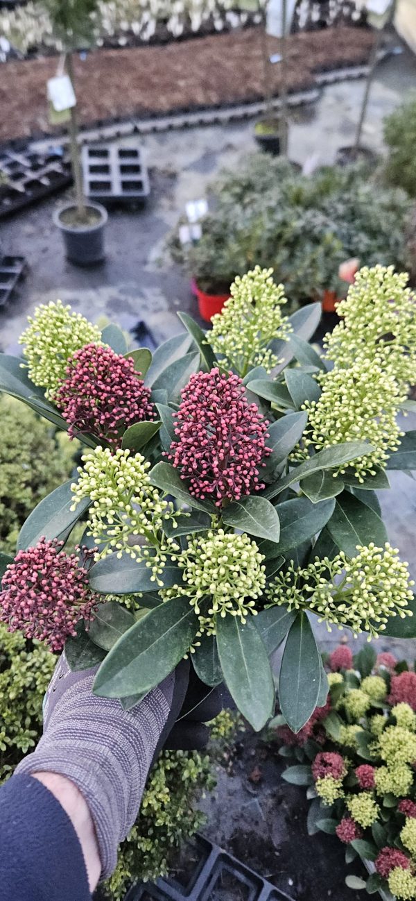 Skimmia japonica 'Double Diamond'