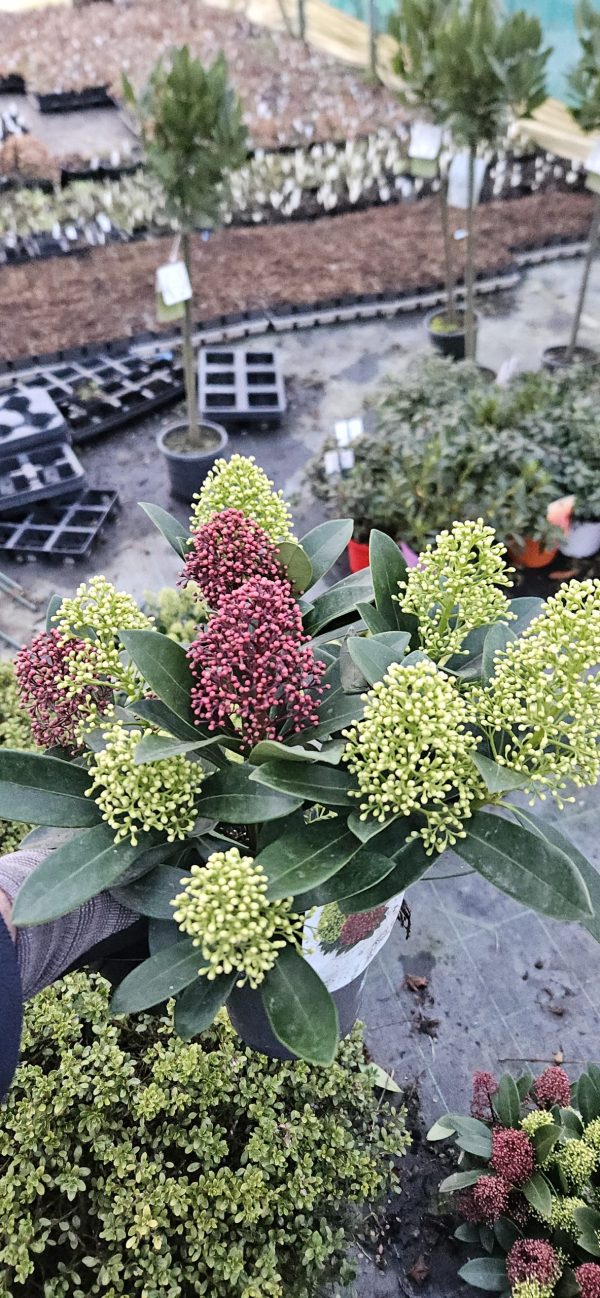 Skimmia japonica 'Double Diamond'