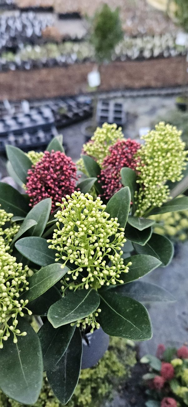 Skimmia japonica 'Double Diamond'