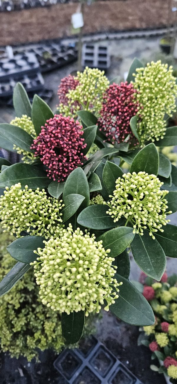 Skimmia japonica 'Double Diamond'