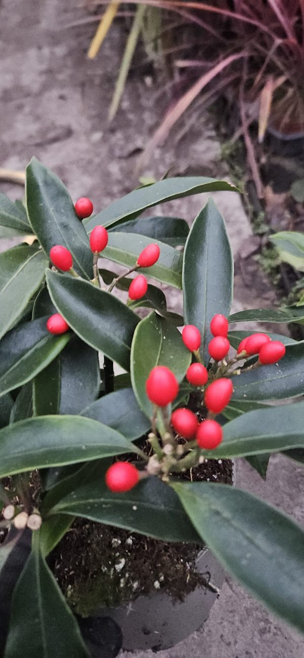 Skimmia japonica subsp. reevesiana