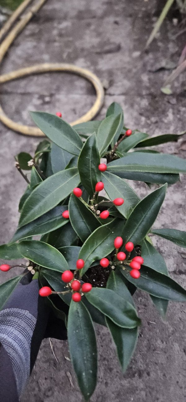 Skimmia japonica subsp. reevesiana