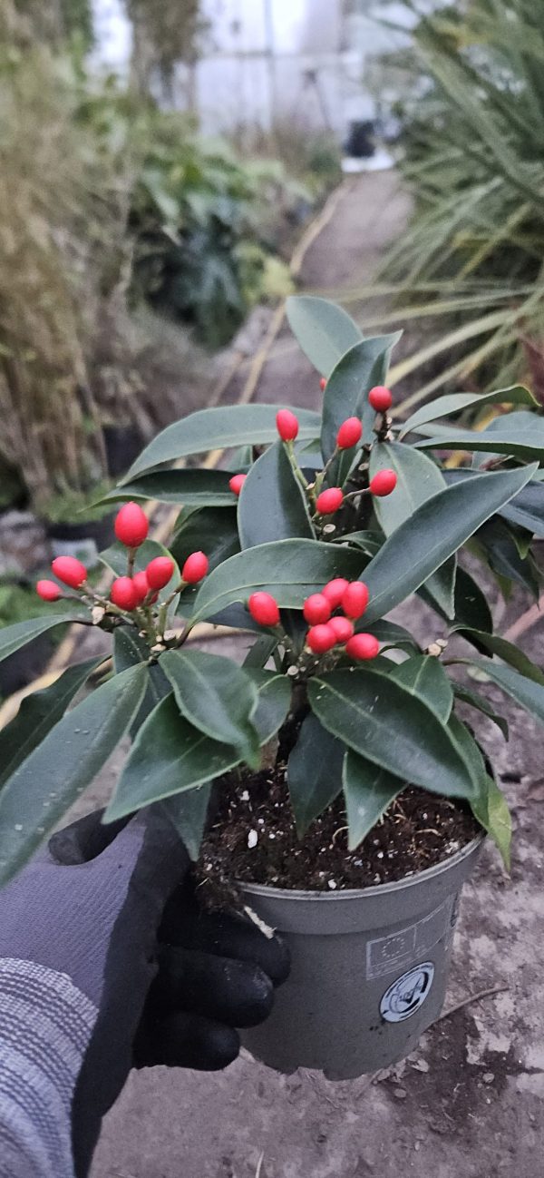 Skimmia japonica subsp. reevesiana