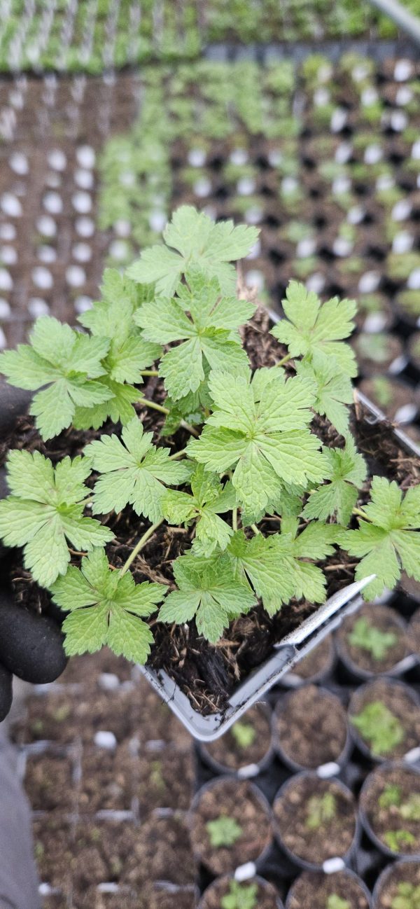 Geranium Rebecca Moss2