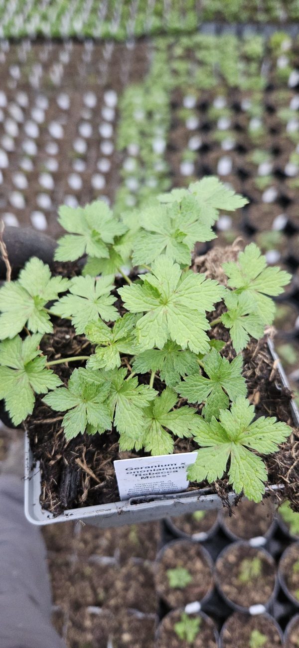 Geranium Rebecca Moss 3