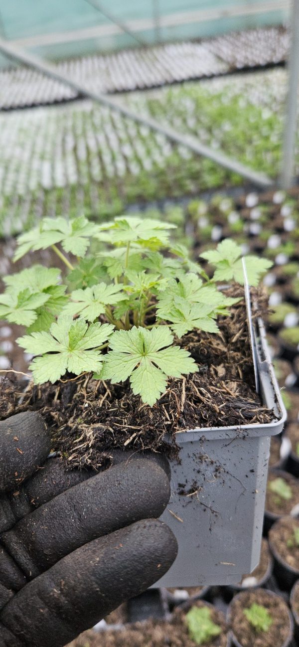 Geranium Rebecca Moss 4