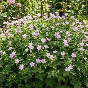 Geranium Rebecca Moss