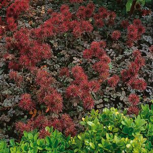 Acaena microphylla 'Kupferteppich'