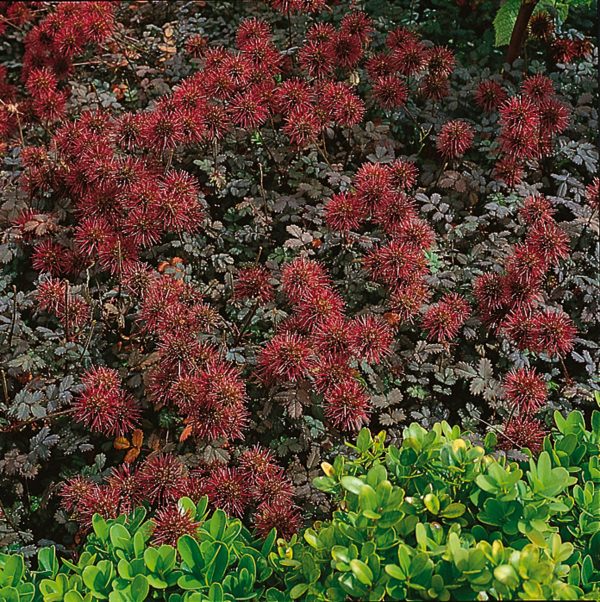 Acaena microphylla 'Kupferteppich'