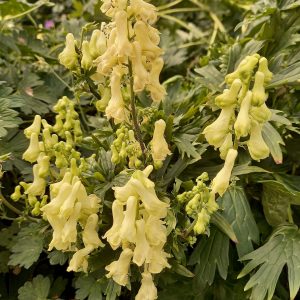 Aconitum 'Yellow Submarine'
