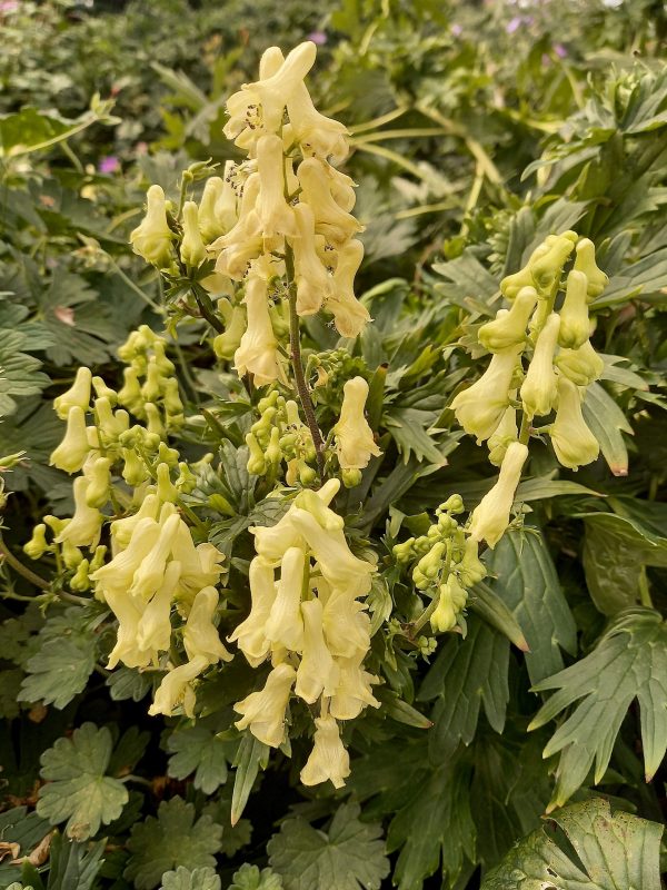 Aconitum 'Yellow Submarine' Aconitum 'Yellow Submarine'