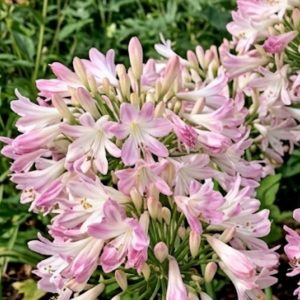 Agapanthus 'Blush Pink'
