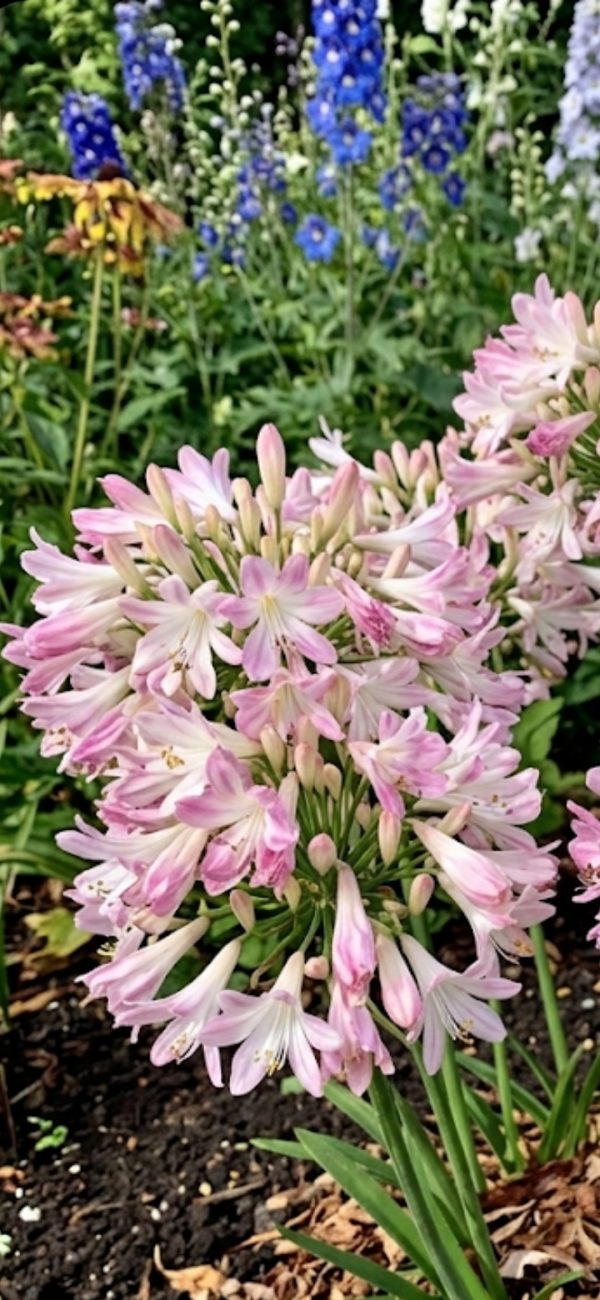 Agapanthus 'Blush Pink'