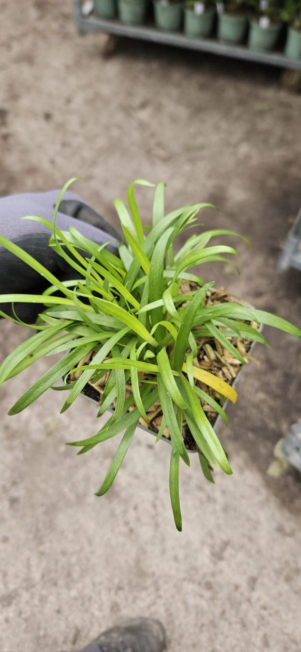 Agapanthus 'Blush Pink'