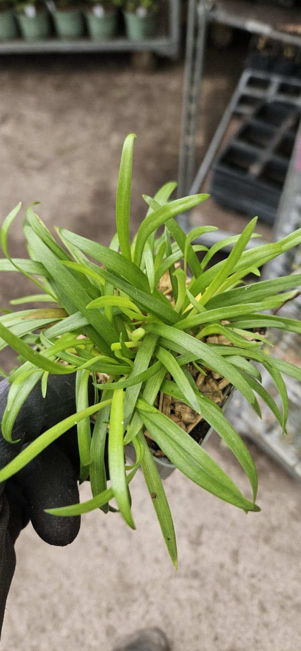 Agapanthus 'Blush Pink'