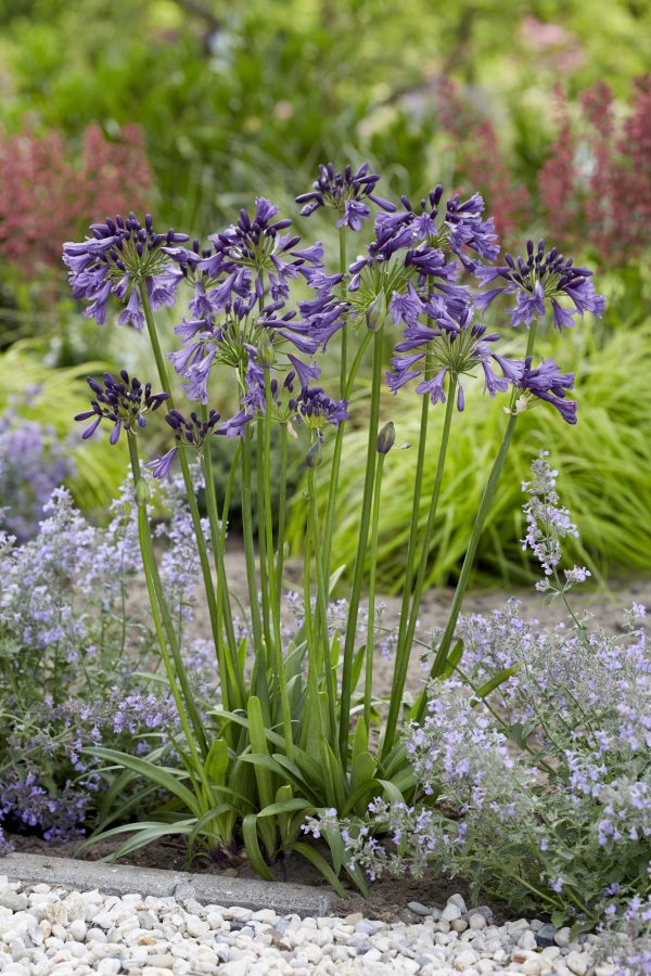 Agapanthus 'Poppin Purple'