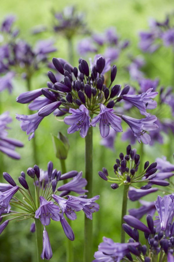 Agapanthus 'Poppin Purple'