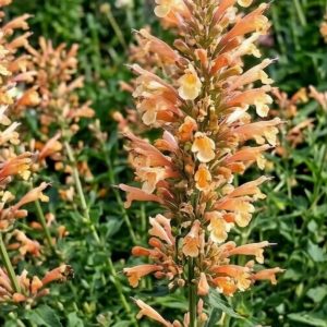 Agastache 'Peach Pearl'