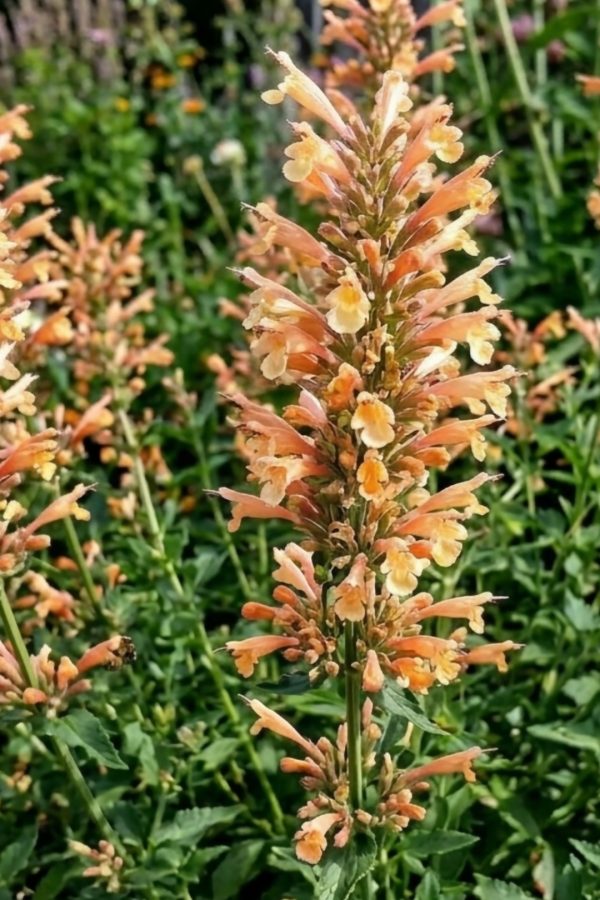 Agastache 'Peach Pearl'