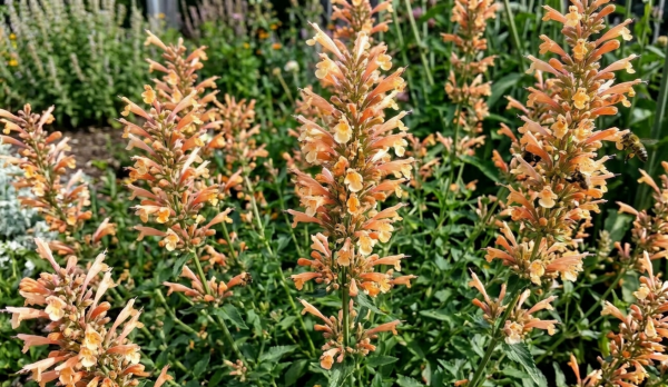 Agastache 'Peach Pearl'