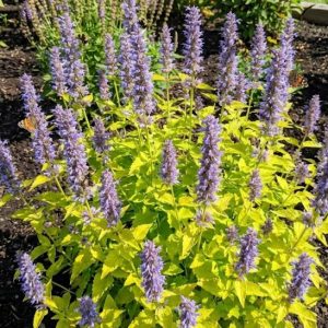 Agastache rugosa 'Golden Jubilee'