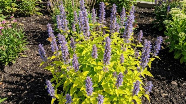Agastache rugosa 'Golden Jubilee'