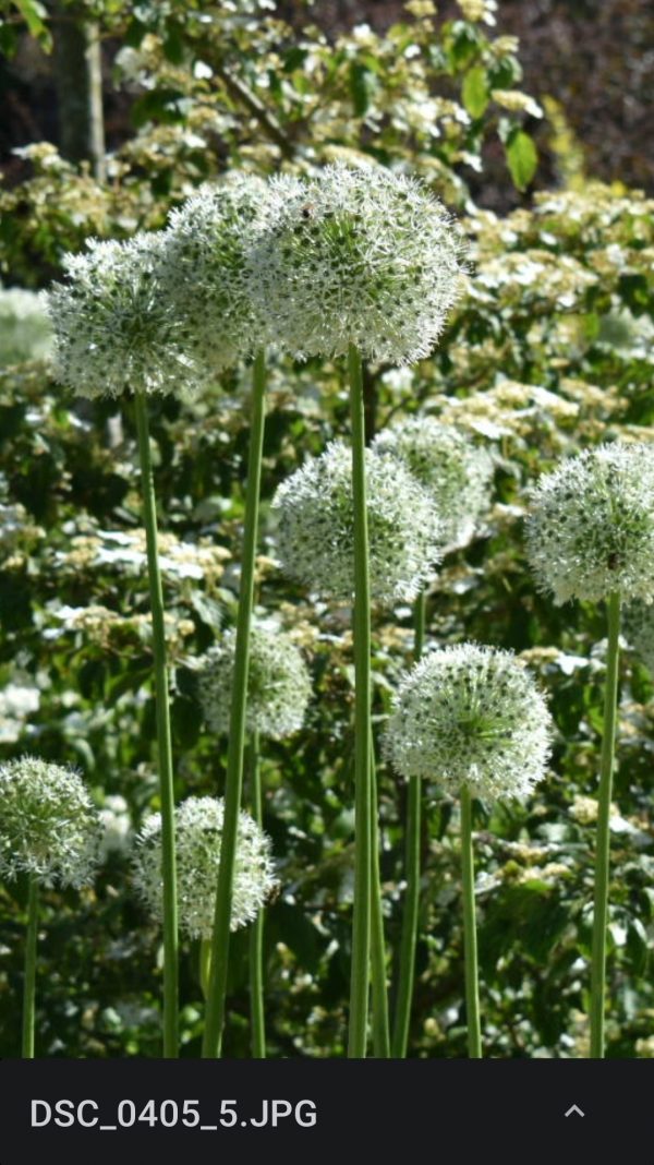Allium 'Mount Everest'